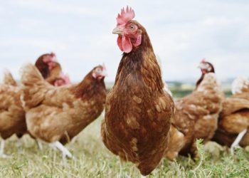 Governo decreta Estado de Emergência Zoossanitária em função da Influenza Aviária