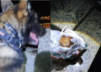 Cão farejador da Polícia localiza drogas escondidas dentro de túmulo, em Colatina-ES