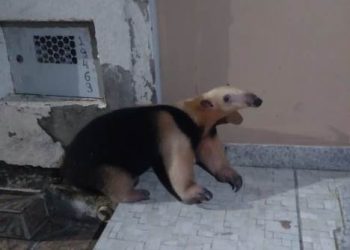 VÍDEOS – Morador de Linhares salva tamanduá-mirim e aciona meio ambiente que leva o animal para seu habitat natural