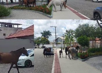 VÍDEOS – Cavalos disputam espaço em ruas e avenidas com veículos, em bairro nobre de Linhares e pastam em praça chique.