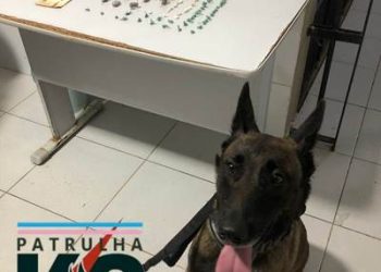 Indivíduo solta cão Pitbull que ataca cadela Pantera e policial militar, durante apreensão de drogas no bairro Araçá, em Linhares