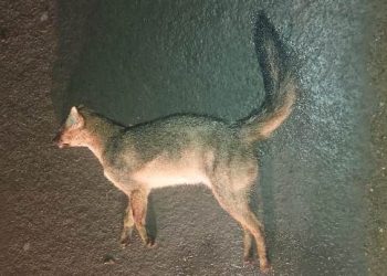 VÍDEO – Raposa é encontrada morta na BR 101, no KM 158, próximo a Floresta De Goytacazes, em Linhares