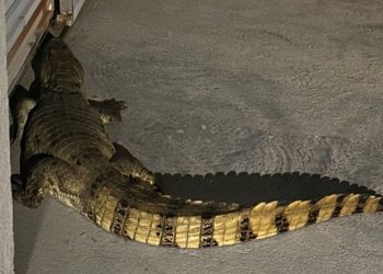 VÍDEO – Jacaré grande, é capturado pelos Bombeiros Militares, em frente de residência, no Residencial Lagoa Park