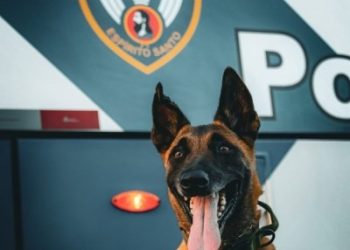 Apollo, o cão que acumula um prejuízo ao tráfico estimado em mais de 5 milhões de reais