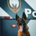 Apollo, o cão que acumula um prejuízo ao tráfico estimado em mais de 5 milhões de reais