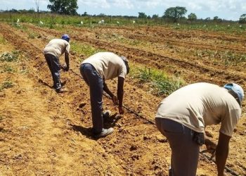Incaper e Sejus firmam parceria para ressocialização de detentos por meio do trabalho rural em Linhares