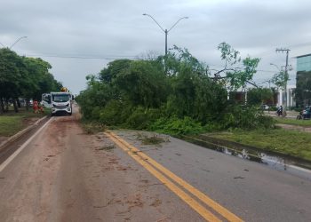 Queda de árvore interdita BR 101, no perímetro urbano de Linhares e moradores de diversos bairros reclamam falta de energia e água