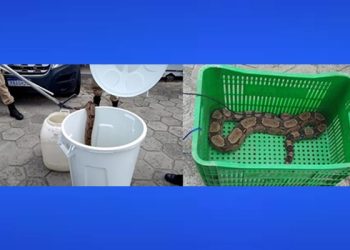 Jiboia é capturada em área urbana de Linhares após picar morador. Jiboia é venenosa? Saiba aqui