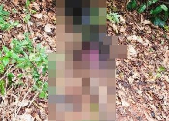 Corpo em adiantado estado de decomposição é encontrado em plantação de eucalipto