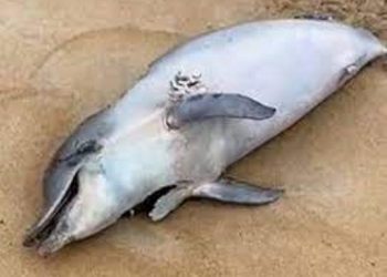 Golfinho é encontrado morto com marcas de mordidas de tubarão em Guriri