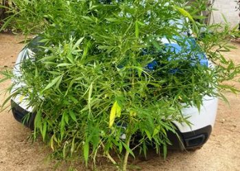 Pezão de maconha – PM apreende pé de maconha plantado em horta, no interior de Linhares