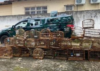 Polícia ambiental resgata mais de 30 aves da fauna em cativeiro ilegal, incluindo espécie com risco de extinção
