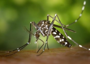 Casos de dengue seguem subindo em Linhares e já chegam a quase 500, em apenas um mês