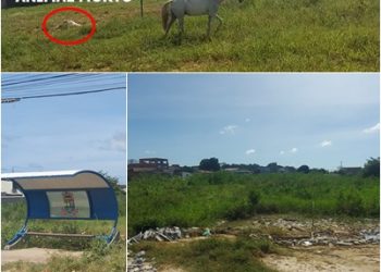 VÍDEO – Animais pastando, animal morto, cobras e mosquito da dengue em Área de prefeitura, em Bebedouro, onde devia ter uma escola