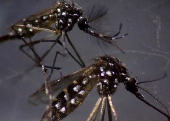 Linhares registra mais um óbito por dengue; mortos chegam a 3 na cidade