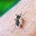 Chikungunya: ES registra 2 mortes pela doença; veja sintomas e diferenças da dengue