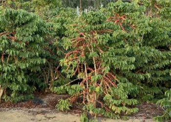 Escassez de Apanhadores de Café se Torna Desafio nas Lavouras de Linhares