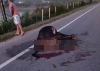 VÍDEO – Perigo na estrada do Pontal. Vaca é atropelada e fica sobre a via
