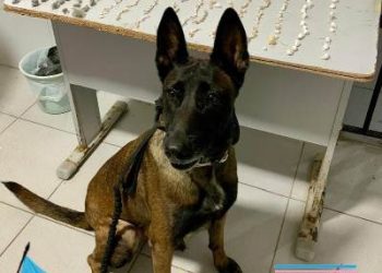 Operação com cão farejador apreende drogas no bairro Aviso, em Linhares