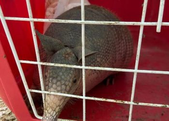 Secretaria de Meio Ambiente recolhe tatu-galinha capturado na Praça 22 de Agosto