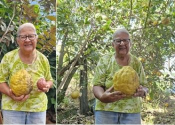 VÍDEOS – Mistério: Pé de Limão Produz Fruto de Dois Quilos em Sítio no Interior de Linhares