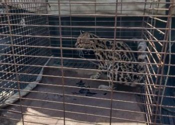 Gato-maracajá é capturado em quintal de residência no centro de Linhares, ES