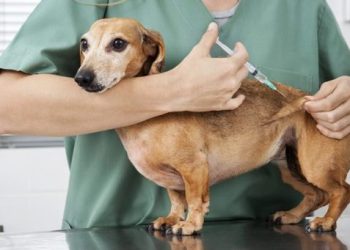 Vacinação gratuita contra viroses para cães e gatos na sexta (14) e sábado (15) na Praça 22 de Agosto