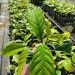 Pesquisa do Incaper em Linhares revoluciona produção de mudas de café conilon