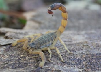 Perigo mortal: o crescente risco dos escorpiões nas áreas urbanas