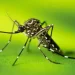 Ministério da Saúde adota nova estratégia nacional para combate ao Aedes aegypti