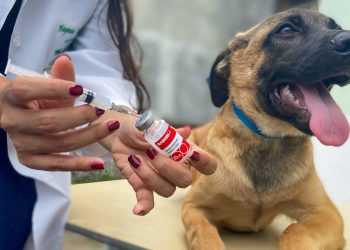 Linhares inicia campanha de vacinação contra a raiva para cães e gatos
