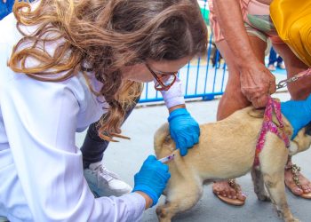 Saúde animal: vacinação antirrábica segue pelo interior de Linhares
