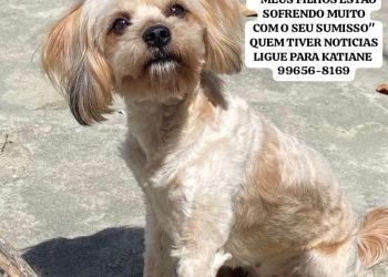 Mãe desesperada procura cachorrinha perdida para filho Autista e oferece recompensa