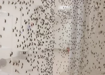 Rio Bananal ocupa segunda colocação no ES em número de casos de Febre do Oropouche