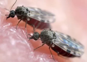 Febre oropouche: doença que matou 2 no Brasil já tem 407 casos confirmados no ES, entre eles 75 em Rio Bananal