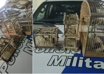 Polícia Militar flagra tráfico de pássaros silvestres, em Sooretama