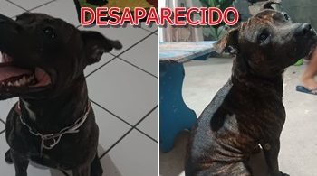 Cão babá desaparece e família de criança autista pede ajuda para encontrá-lo