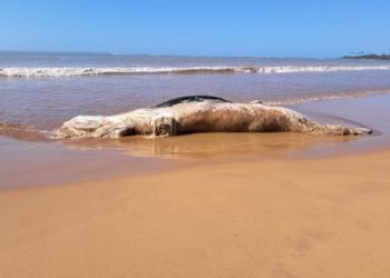 Baleia jubarte é encontrada morta na praia de Santa Cruz, em Aracruz