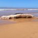 Baleia jubarte é encontrada morta na praia de Santa Cruz, em Aracruz