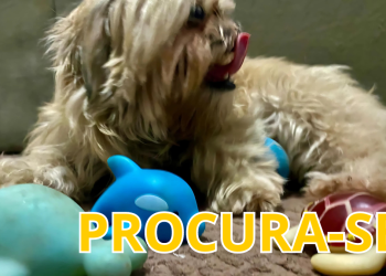 Família pede ajuda para encontrar Luna