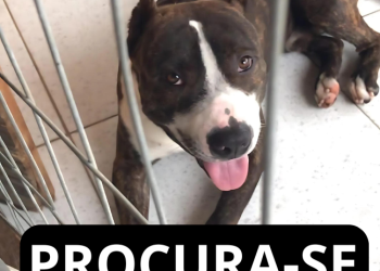 PROCURA-SE: Quem viu o Prettinho?