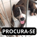 PROCURA-SE: Quem viu o Prettinho?