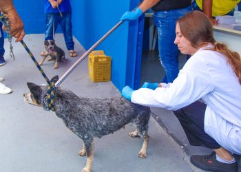 Zoonoses de Linhares realiza vacinação contra a raiva em Desengano e Rio Quartel nesta segunda-feira (16)