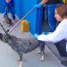 Zoonoses de Linhares realiza vacinação contra a raiva em Desengano e Rio Quartel nesta segunda-feira (16)