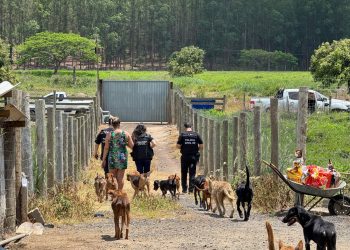 Mulher é presa por suspeita de maus-tratos a animais. 26 cachorros foram resgatados em condições insalubres