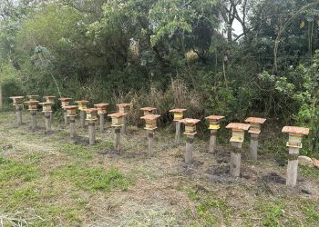 EDP lança projeto BeeVolt em usina solar para preservação de abelhas nativas