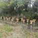 EDP lança projeto BeeVolt em usina solar para preservação de abelhas nativas