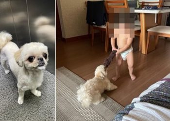 VAMOS AJUDAR – Família desesperada à procura da cadela Bela