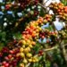 Alta do café conilon impulsiona novo recorde histórico das exportações do agro capixaba