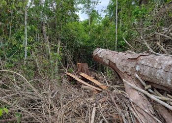 IDAF  identifica por drone área de desmatamento da Mata Atlântica em Rio Bananal